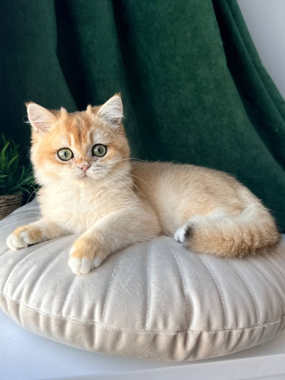 Роскошный британский котенок золотая шиншилла