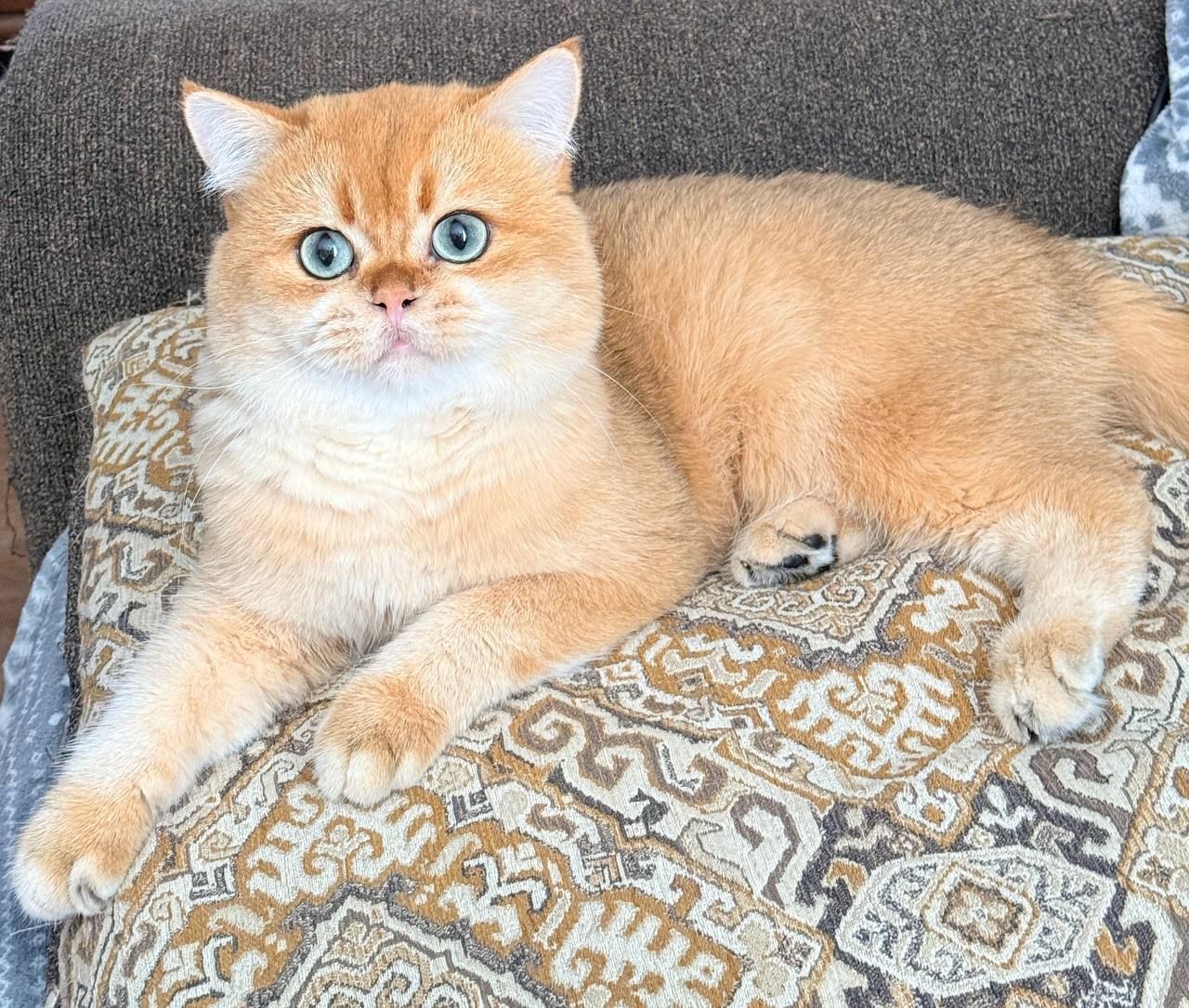 Роскошный британский котенок золотая шиншилла