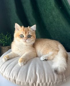 Роскошный британский котенок золотая шиншилла