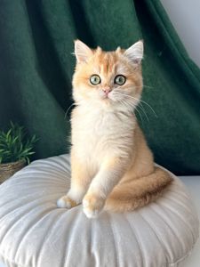 Роскошный британский котенок золотая шиншилла