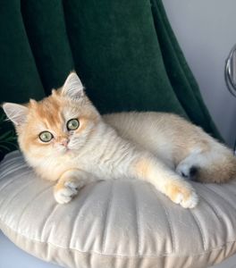 Роскошный британский котенок золотая шиншилла