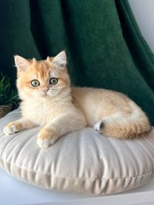 Роскошный британский котенок золотая шиншилла