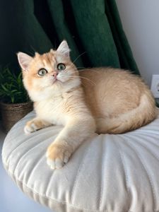 Роскошный британский котенок золотая шиншилла