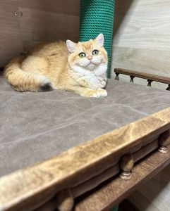 Роскошный британский котенок золотая шиншилла
