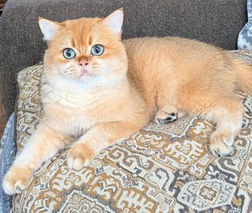 Роскошный британский котенок золотая шиншилла