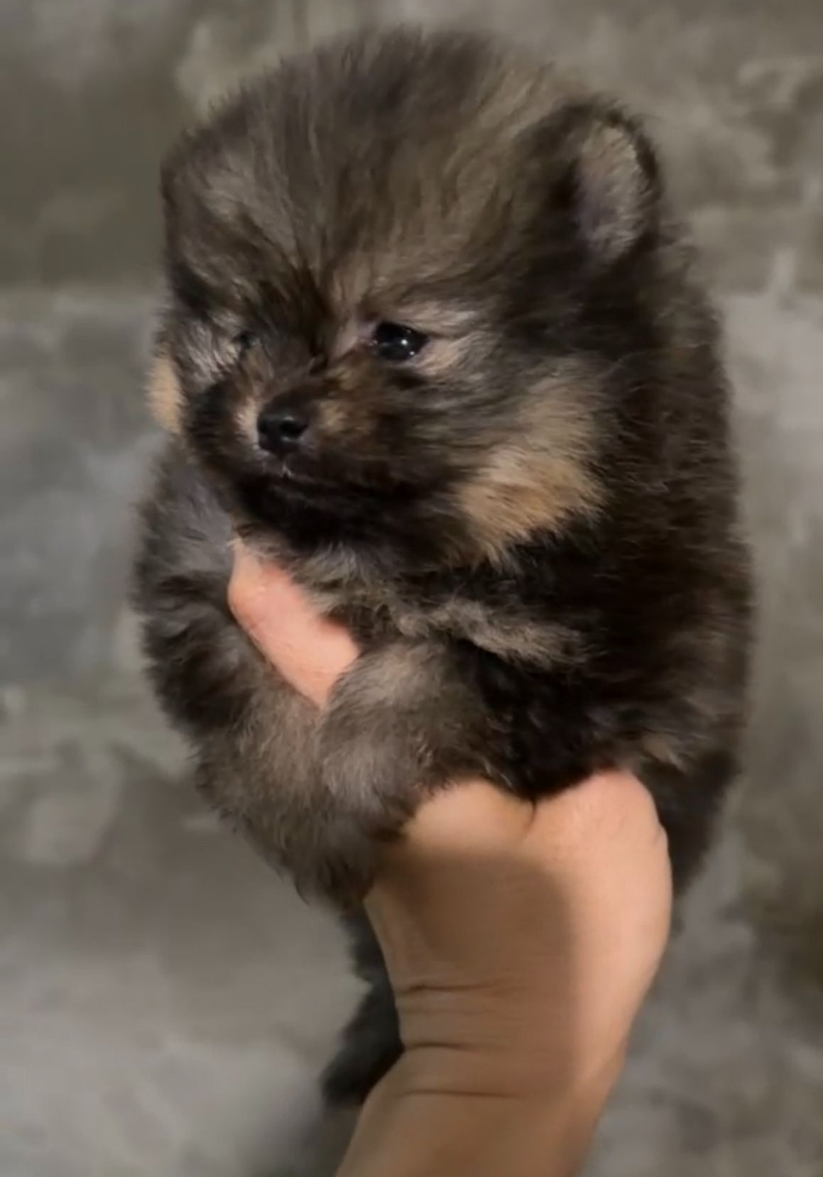 Щенки Померанского шпица мини