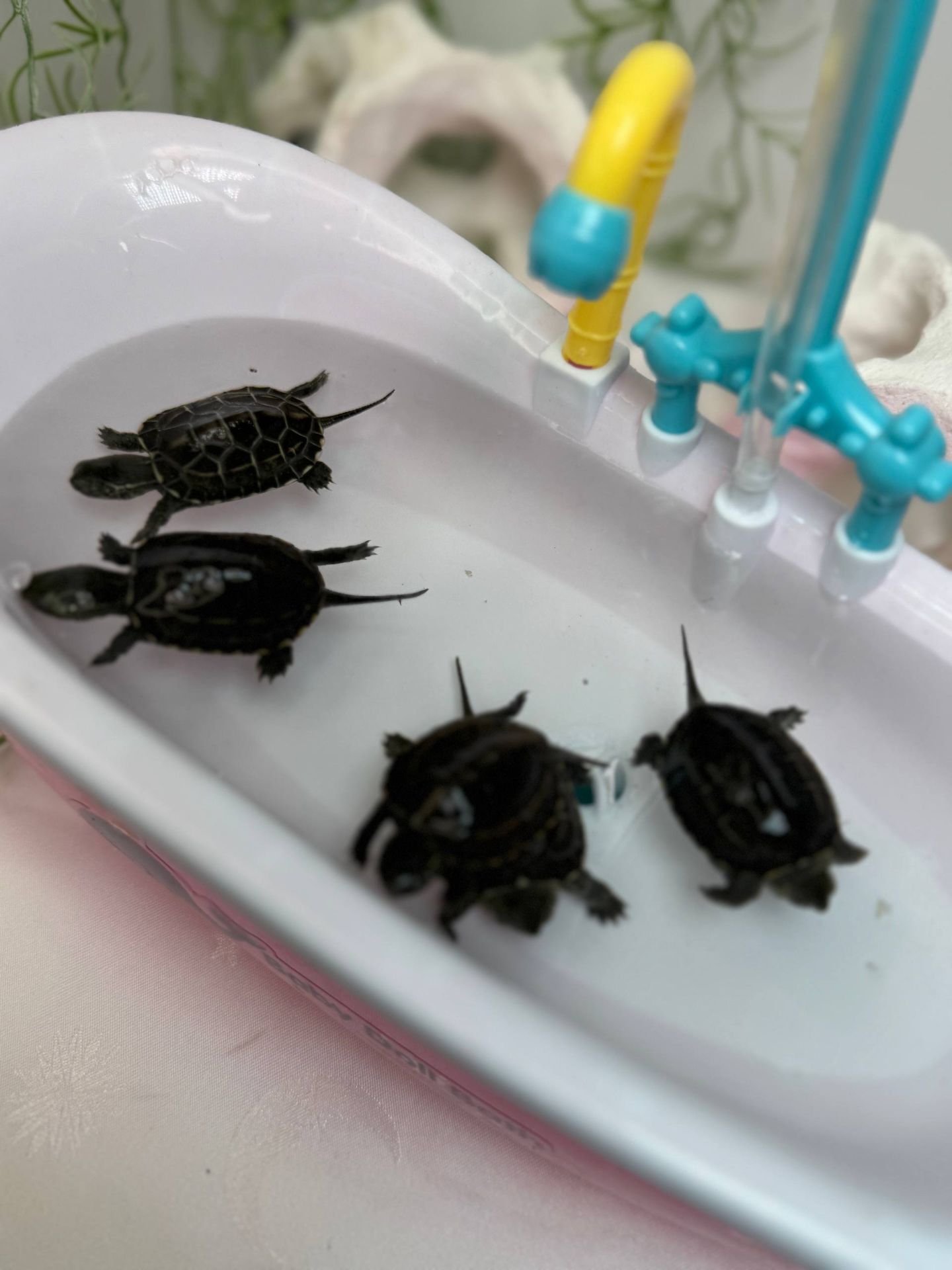 міні карликова черепаха, водяна черепаха рівза, китайська черепашка, китайська трикілева черепаха