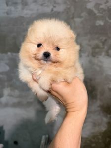 Щенки Померанского шпица мини