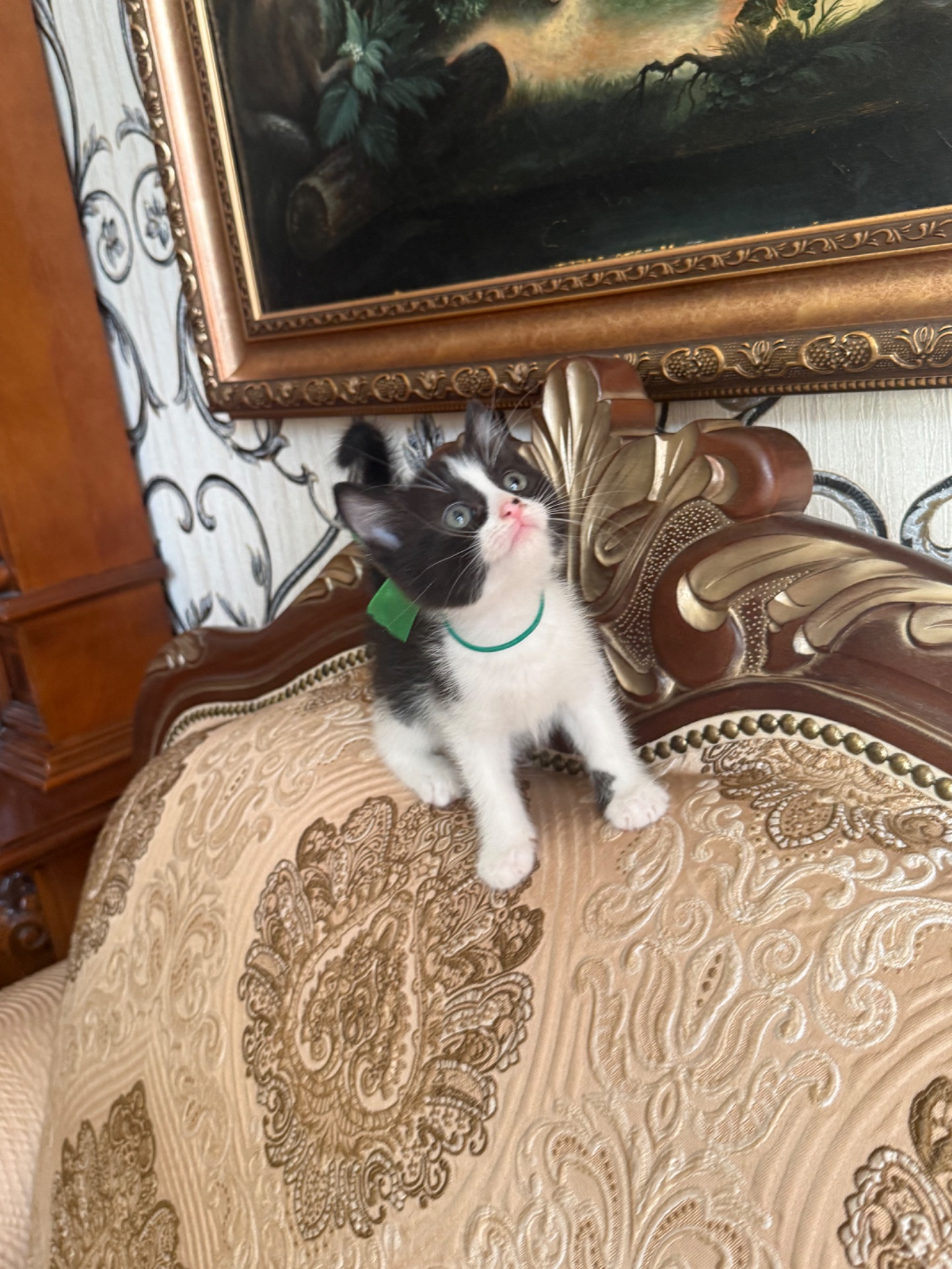 Трюфель, шукає нову родину