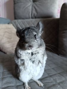 Шиншила