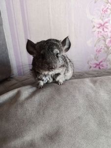 Шиншила