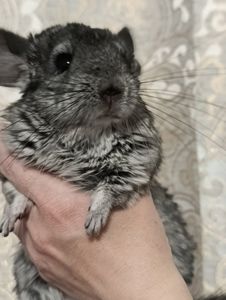 Шиншила