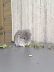 Хлопчик фіолет ангора