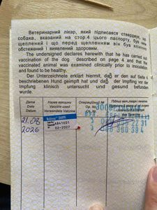 2 щенка чихуахуа