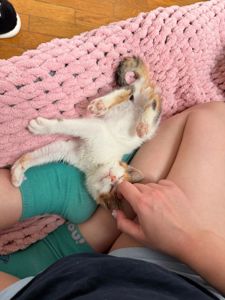 Кошеня Іриска