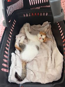 Кошеня Іриска