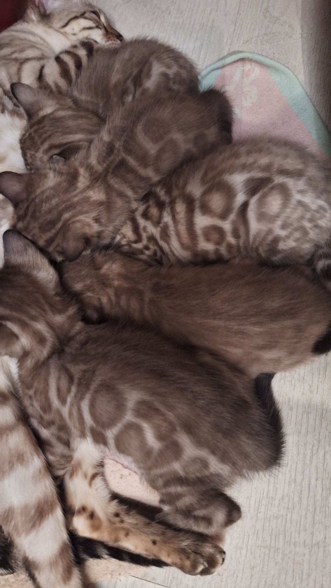 Шикарні бенгальські кошенята