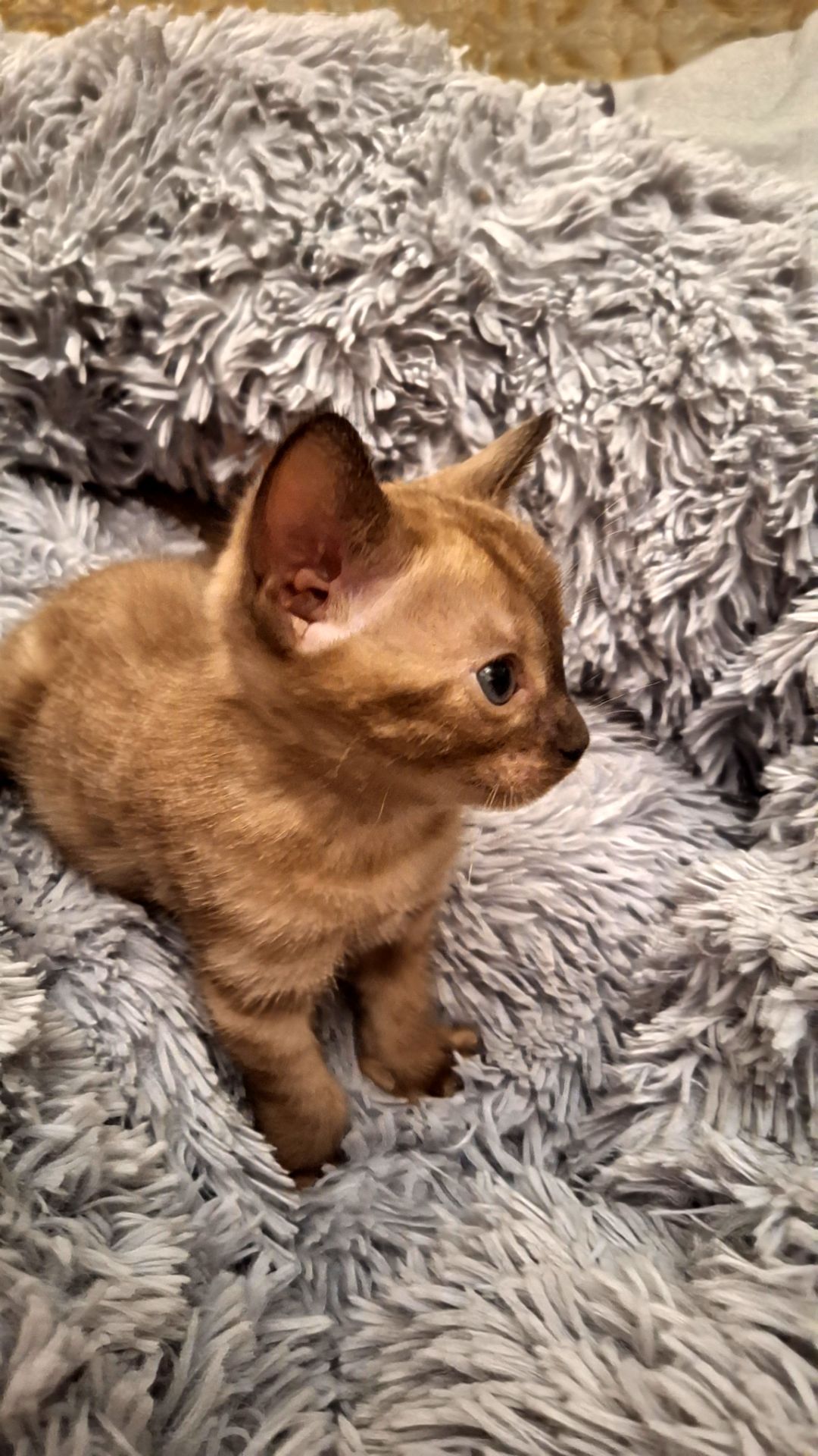 Шикарні бенгальські кошенята