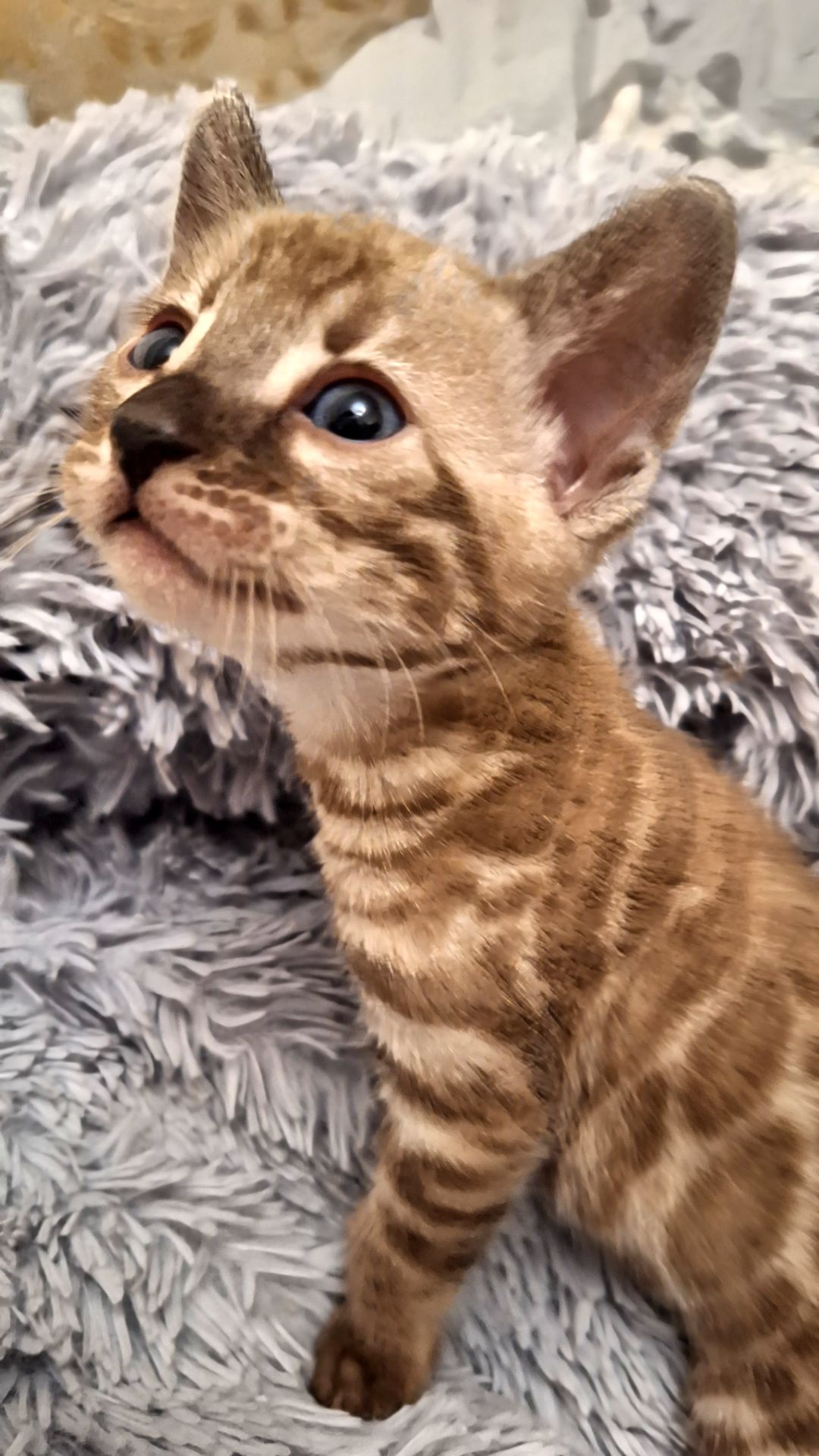 Шикарні бенгальські кошенята