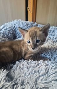 Шикарні бенгальські кошенята