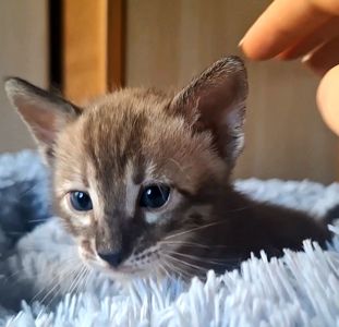 Шикарні бенгальські кошенята