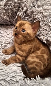Шикарні бенгальські кошенята