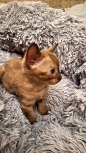 Шикарні бенгальські кошенята