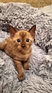 Шикарні бенгальські кошенята