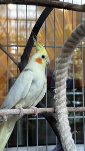 Продам кореллу