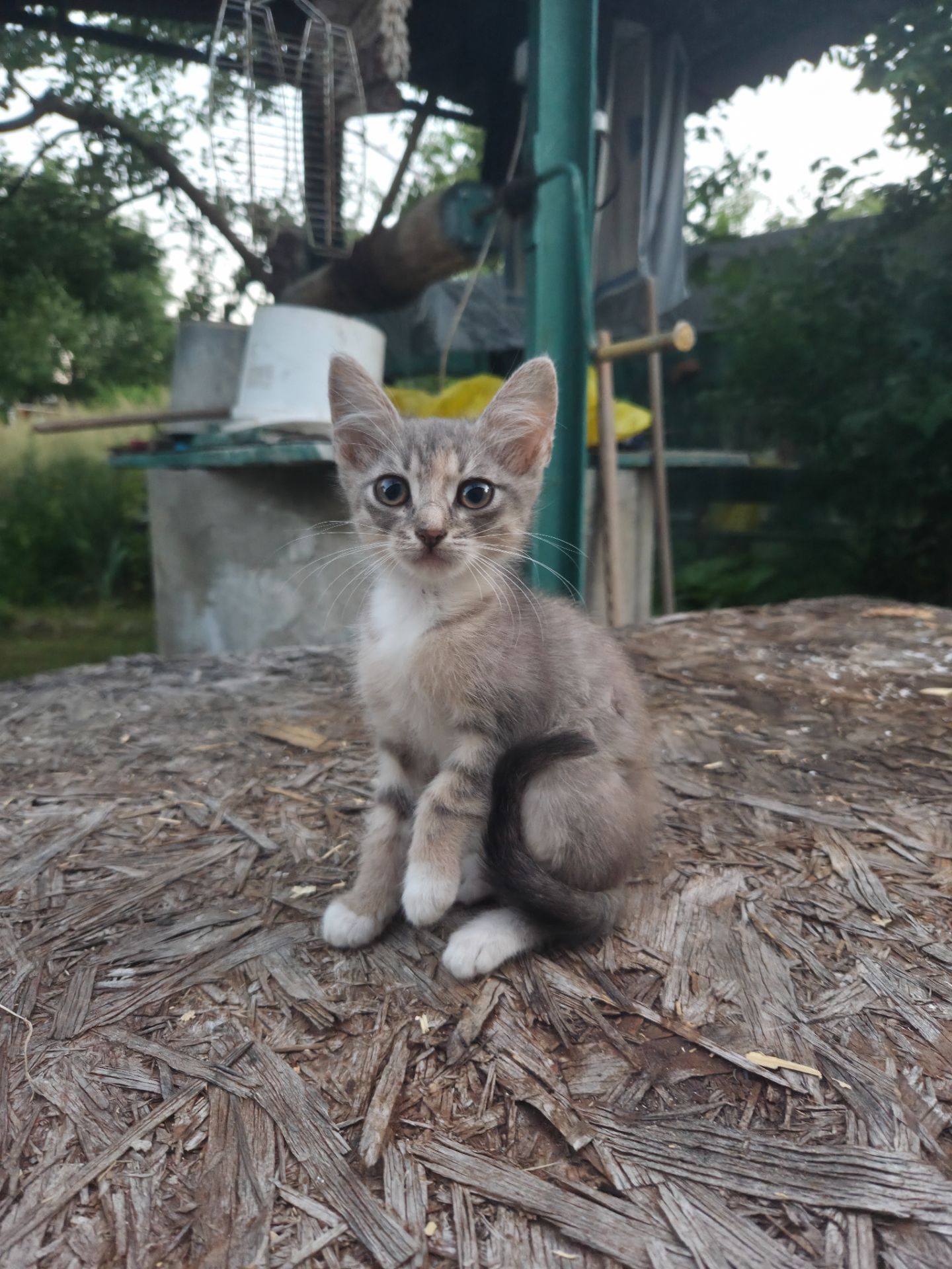 Отдам в добрые руки