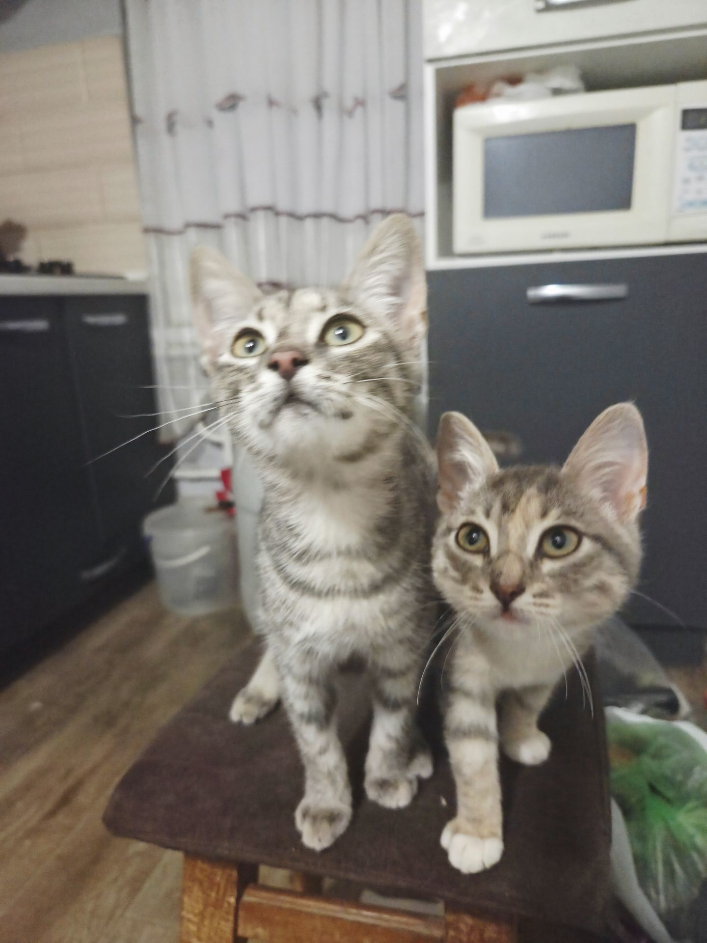 Отдам в добрые руки