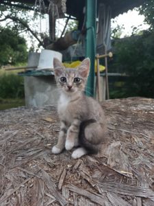 Отдам в добрые руки