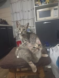 Отдам в добрые руки