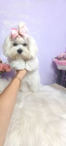 Мини девочка мальтезе с док КСУ