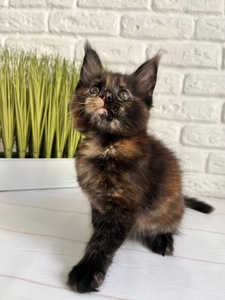 Дівчинка Мейн кун черепаха