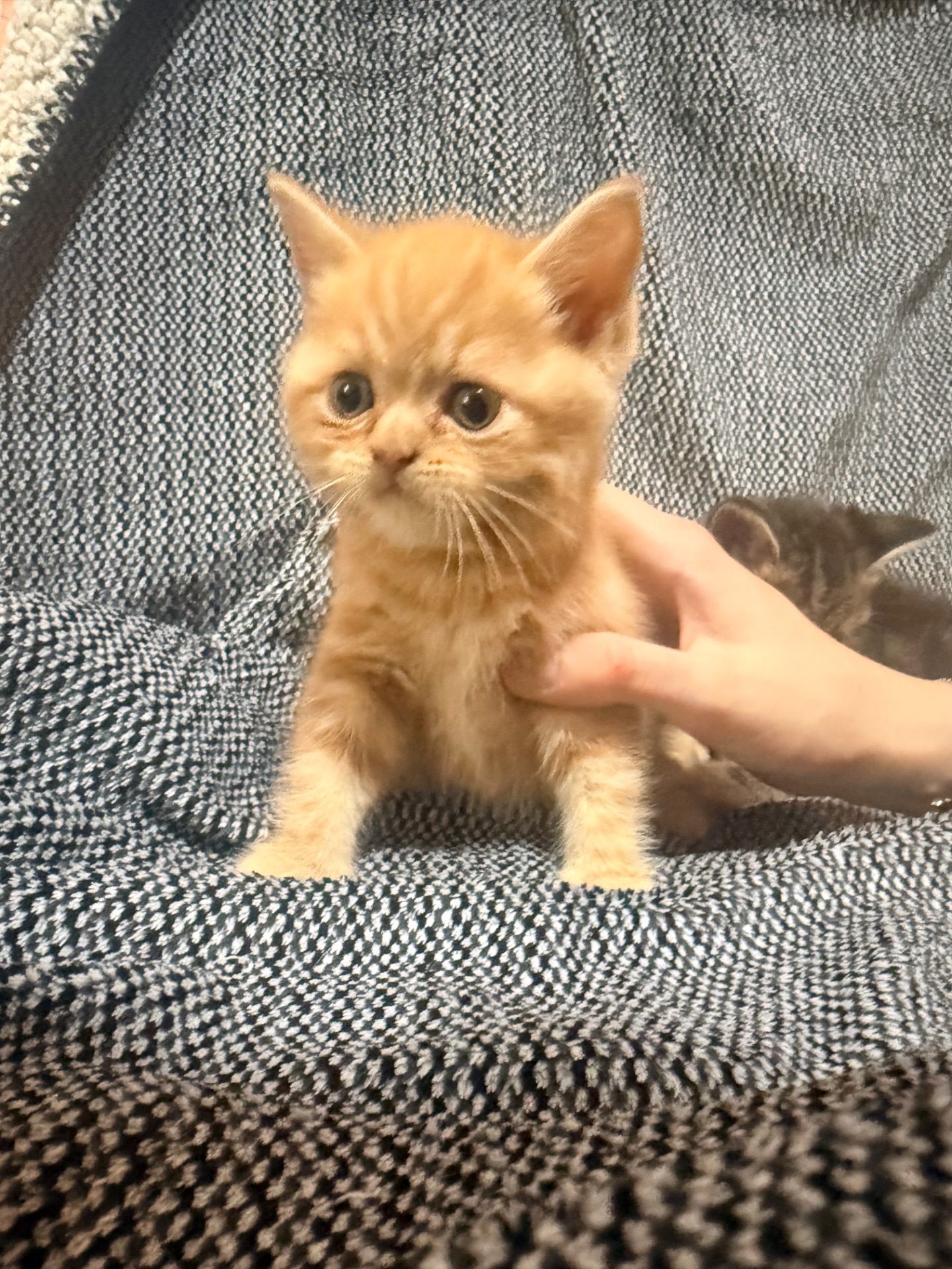 Отдам котят в хорошие руки