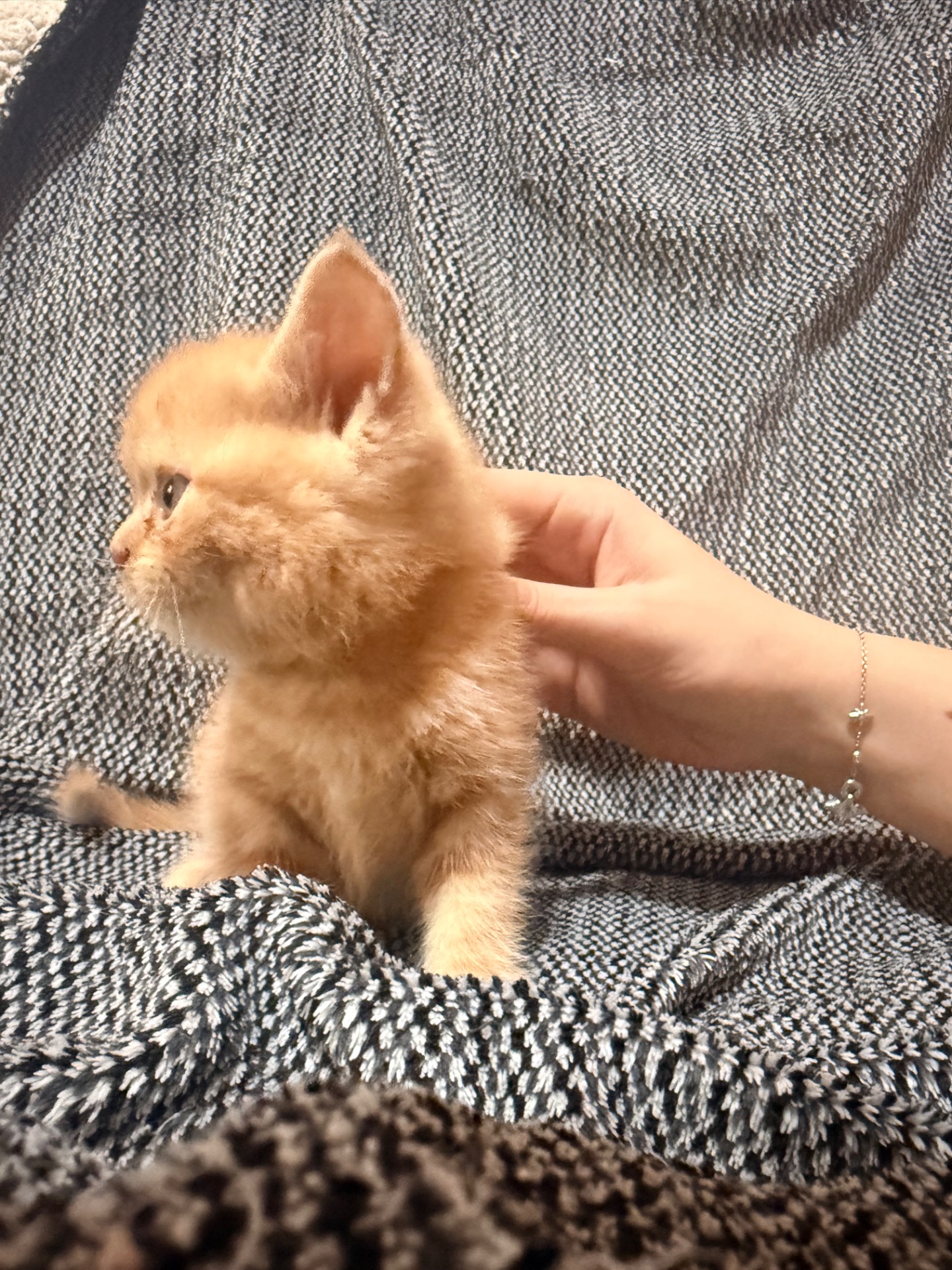 Отдам котят в хорошие руки