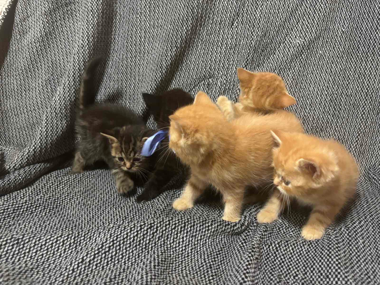 Отдам котят в хорошие руки