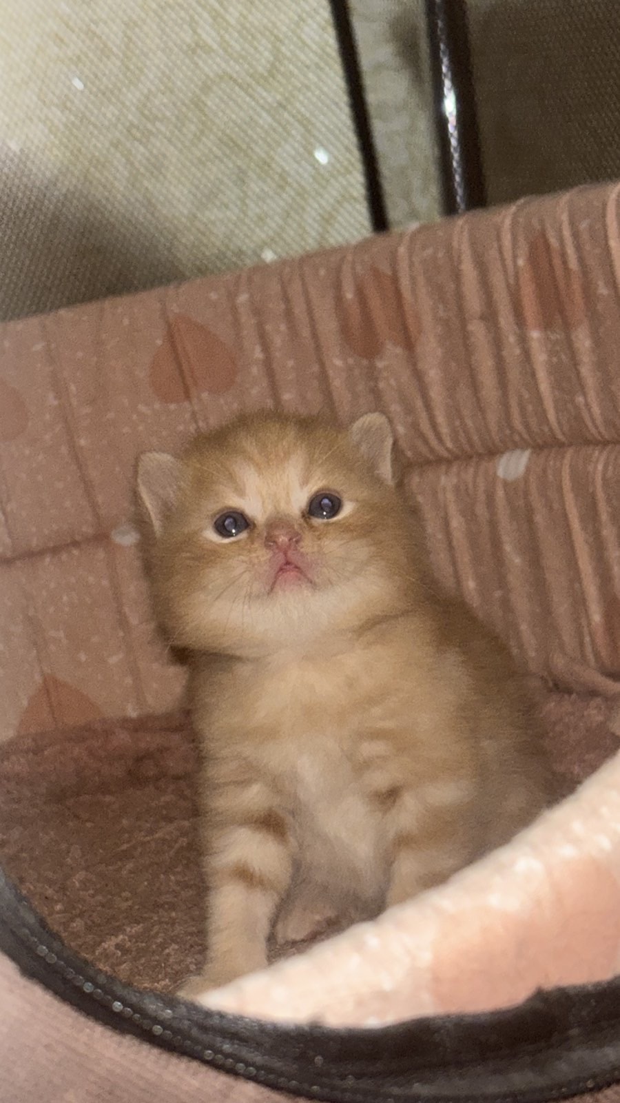 Отдам котят в хорошие руки