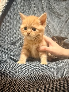 Отдам котят в хорошие руки