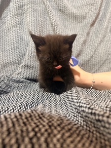 Отдам котят в хорошие руки