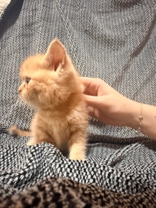 Отдам котят в хорошие руки