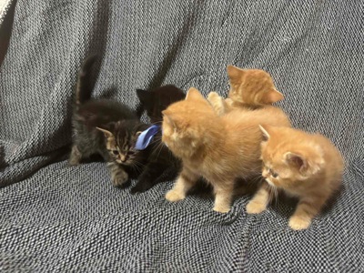 Отдам котят в хорошие руки