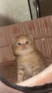 Отдам котят в хорошие руки