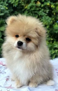 Мальчик мишка померанского шпица