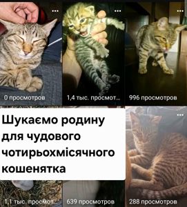 Яскравий Полосатик від породистих батьків вік 4 місяці