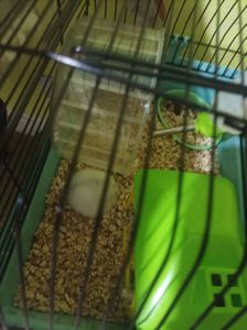 Джунгарський хом'ячок 2 місяці з кліткою віддаю і всім необхідним
