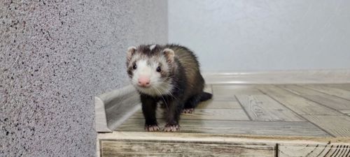 Дівчинка тхорик