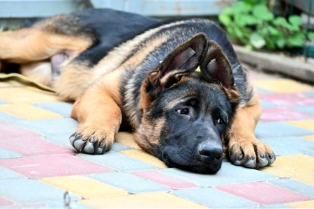 Цуценя німецької вівчарки 4 місяці