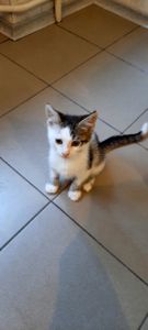 Кошеня в добрі руки